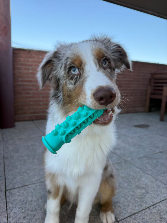 Cepillo Dental Doglante: Limpia jugando