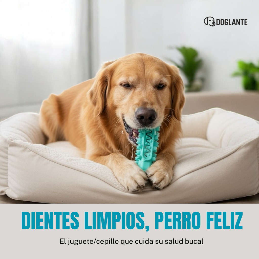 DOGOCLEAN: El cepillo irrompible todo-en-uno