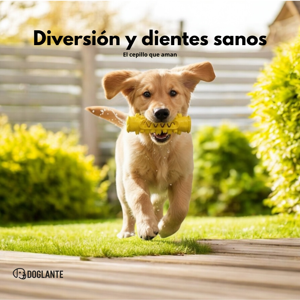 DOGOCLEAN: El cepillo irrompible todo-en-uno