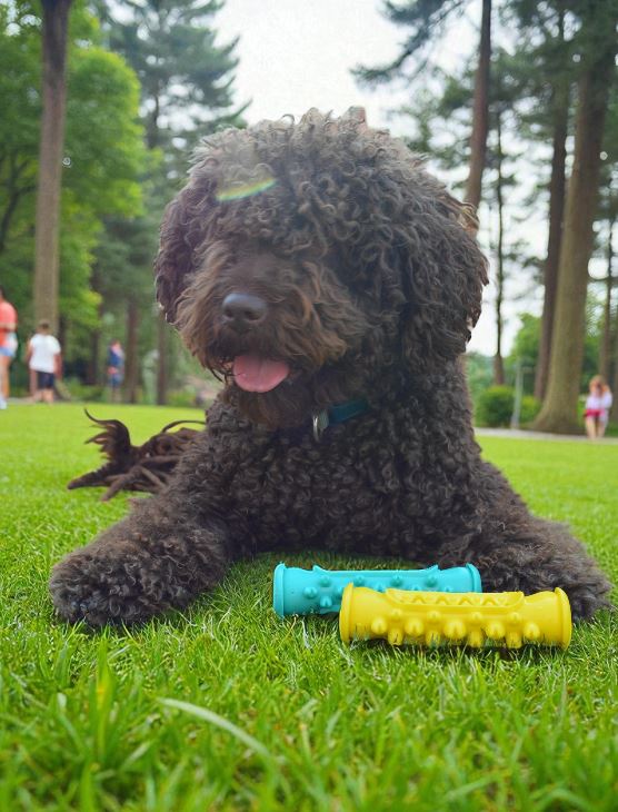 DOGOCLEAN: El cepillo irrompible todo-en-uno