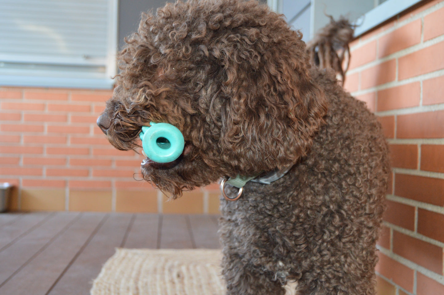 DOGOCLEAN: El cepillo irrompible todo-en-uno