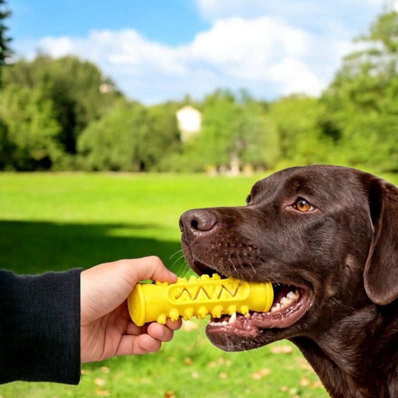 DOGOCLEAN: El cepillo irrompible todo-en-uno