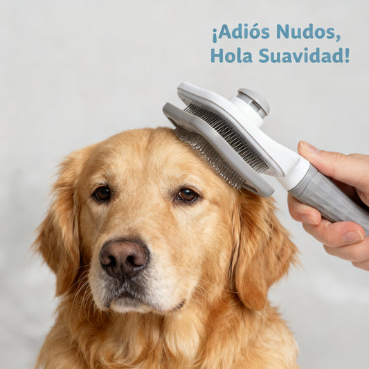 Cuida el pelaje de tu perro y mantén tu casa limpia sin esfuerzo.