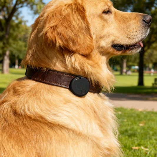 Rastreador GPS Doglante - Que no se vaya de tu alcance